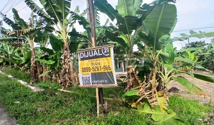 Tanah Kebun Jl Cadas Ngampar Panimbang Nego Tanah Kebun Jl Cadas Ngampar Panimbang Nego