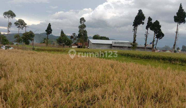 JUAL TANAH CIWIDEY ZONA KUNING BANDUNG  6