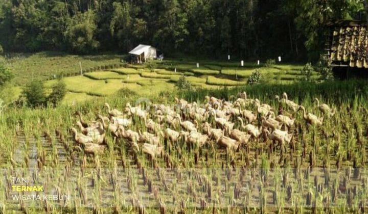 Tanah Perkebunan Cocok Untuk Wisata di Cikalong Wetan 2