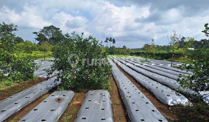 Murah! Tanah Datar Dekat Tempat Wisata Cikalong Wetan
