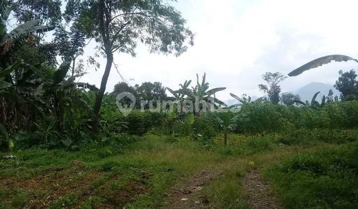 DIJUAL TANAH DISENTUL BOGOR DIJUAL TANAH DISENTUL BOGOR