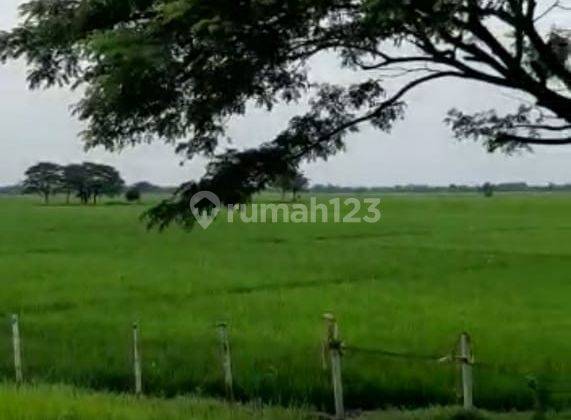 JARANG ADA! Dijual Tanah Persawahan mainroad akses tol kunci-pejagan Brebes Jawa Barat SHM 3