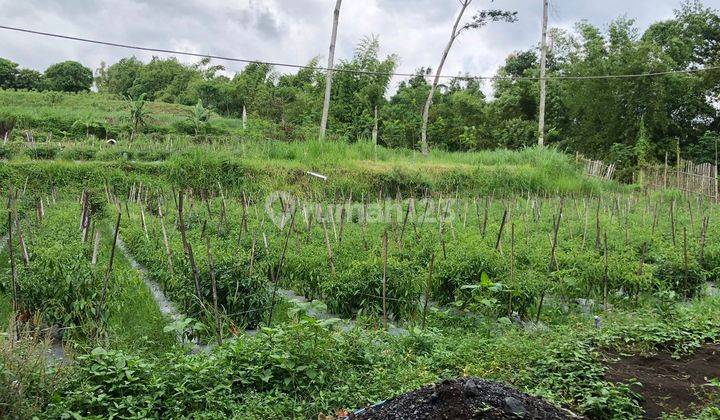 Tanah Kavling Dijual Murah Di Kawasan Ramai Lowokwaru 3