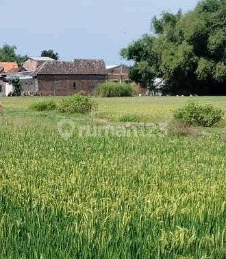 FOR SALE LARGE LAND SUMOBITO MOJOAGUNG JOMBANG LOT A2041 FOR SALE LARGE LAND SUMOBITO MOJOAGUNG JOMBANG LOT A2041