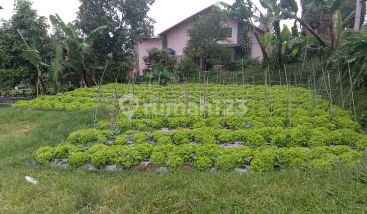 Villa Istana Bunga Tanah Villa Istana Bunga Tanah