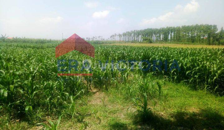 Tanah Sawah Kota Kediri Dekat Pondok Pesantren Lirboyo 2