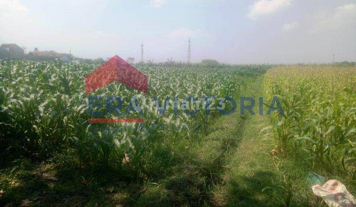 Tanah Sawah Kota Kediri Dekat Pondok Pesantren Lirboyo 2