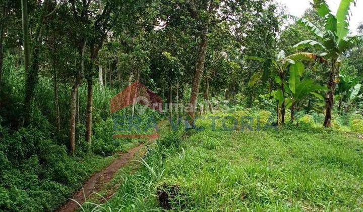 Tanah Sangat Luas Jatisari Pasuruan Dekat Berdikari Breeding Farm 1