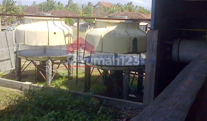 Pabrik Es Dan Tepung Ikan Di Negara Bali Masih Aktif Produksi 5
