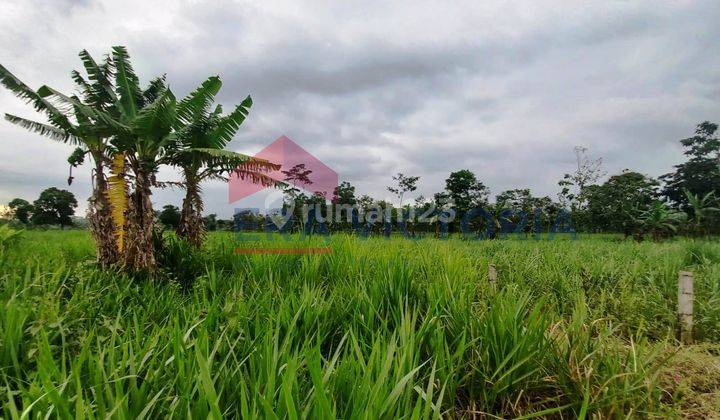 Tanah Sawah Pinggir Jalan Tol Dekat Pabrik Gula Otsuka 2