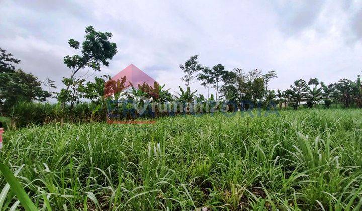 Tanah Sawah Pinggir Jalan Tol Dekat Pabrik Gula Otsuka 2