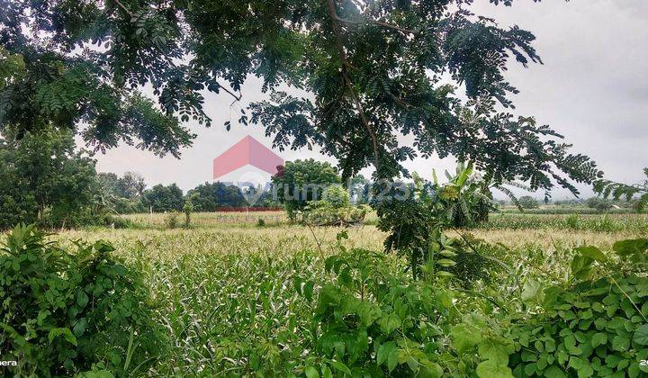 Jual Tanah Raya Banyuwangi Dekat Kantor Pdam Wongsorejo 8
