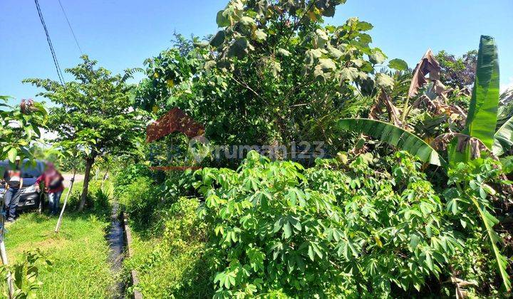 Tanah Kebun Salak Lokasi Sebrang Kebun Raya Purwodadi Pasuruan 2