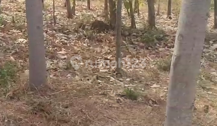 Jual Lahan Sangat Luas di Daerah Demungan Pasuruan