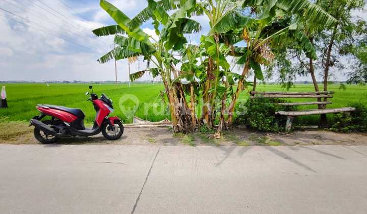 Jual Via Lelang Tanah Mojoanyar Mojokerto Jual Via Lelang Tanah Mojoanyar Mojokerto