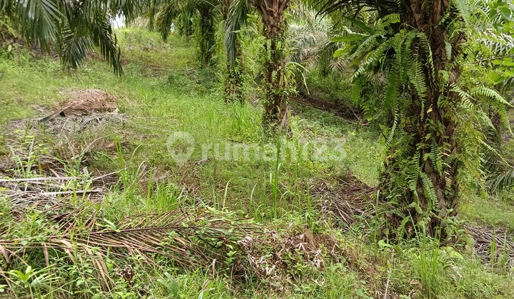 Investasi tanah dekat IKN murah Tanah SHM 1