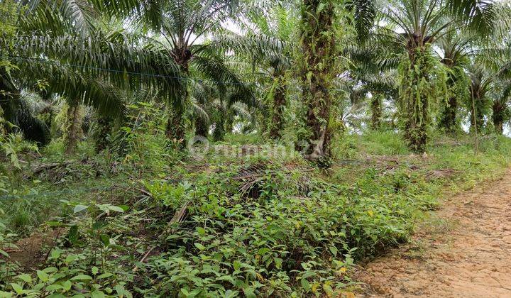 Investasi tanah dekat IKN murah Tanah SHM 7