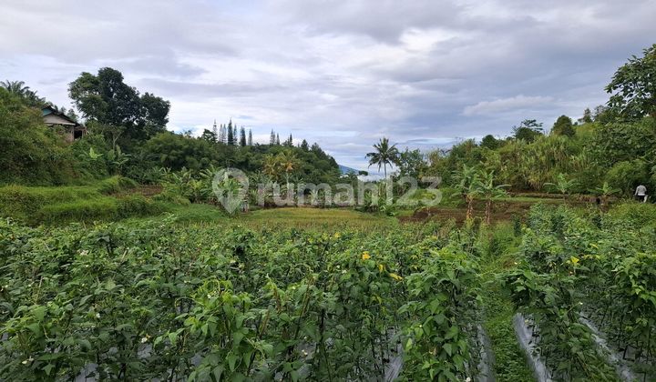 Dijual Tanah Murah Shm 7500m2 Cisarua Puncak Bogor Dijual Tanah Murah Shm 7500m2 Cisarua Puncak Bogor