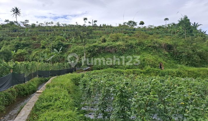 Dijual Tanah Murah Shm 7500m2 Cisarua Puncak Bogor Dijual Tanah Murah Shm 7500m2 Cisarua Puncak Bogor