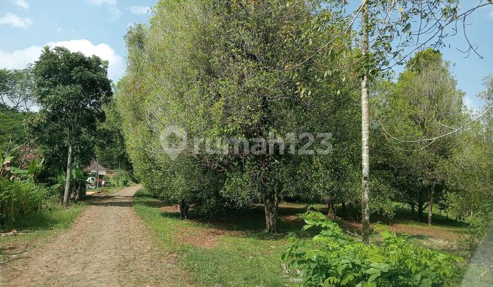 Dijual Kebun Cengkeh Sukabumi Cienas Tlp/wa: 08121983xxxx 