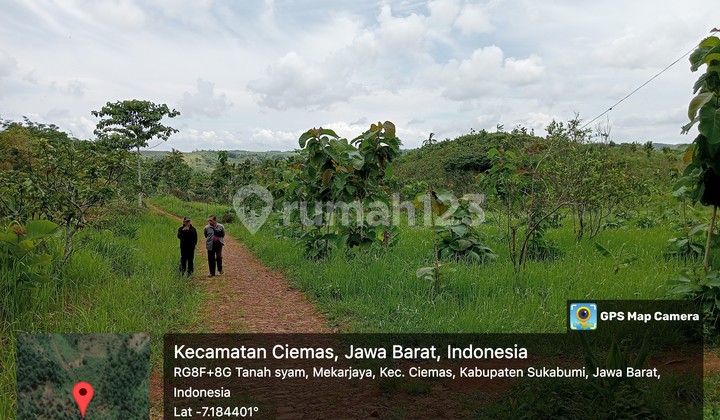 Tanah Murah Shm Sukabumi Ciemas di ALFAMART, Ciwaru, Ciemas, Sukabumi, Jawa Barat, Indonesia, 43177, Ciemas