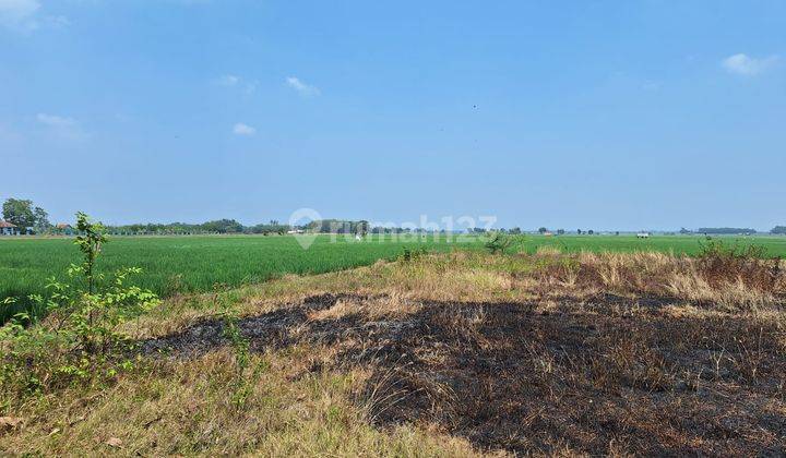 Tanah di Desa Mayasuta Dekat Purwadadi Kab. Subang 1