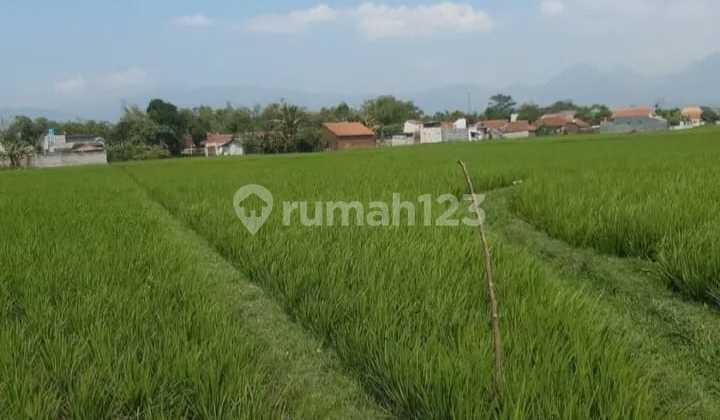Tanah Sawah di Ciparay bisa untuk Pabrik Tanah Sawah di Ciparay bisa untuk Pabrik
