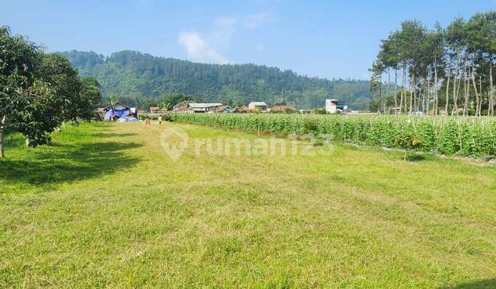 Tanah Maribaya Lembang Cocok untuk Villa atau Berkebun