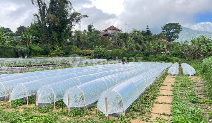 Tanah Perkebunan View Danau & Perbukitan Bedugul Buleleng 1