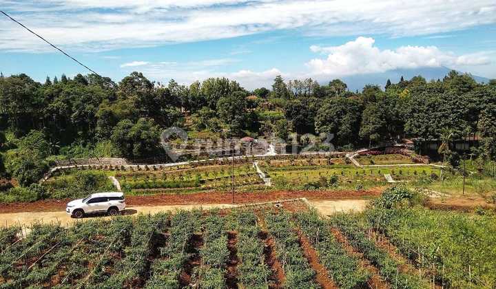 Jual tana di warudoyong kuta megamendung bogor