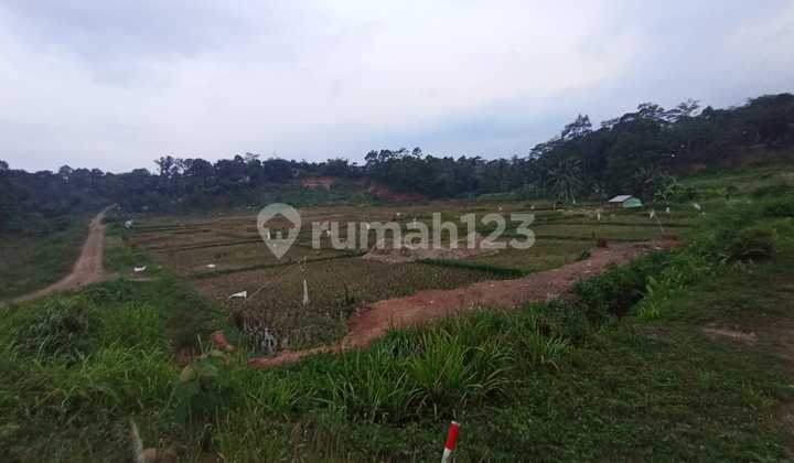 A209 Jual Tanah Murah Cocok Untuk Perumahan Cluster di Puncak 2 A209 Jual Tanah Murah Cocok Untuk Perumahan Cluster di Puncak 2