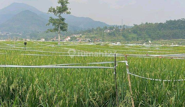 Dijual Sawah Produktif Pilihan Investasi Yang Tepat  1