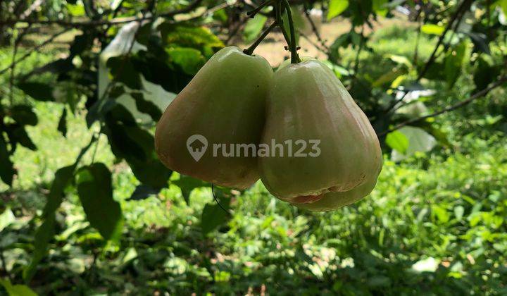 RATA, LUAS TERMURAH DEKAT PABRIK AYAM CHAROENPHOKPAN 4 13