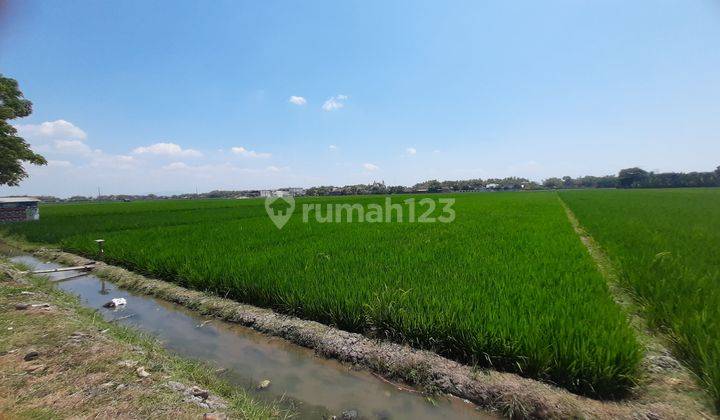 Tanah Sawah Mbulak Rejo  1