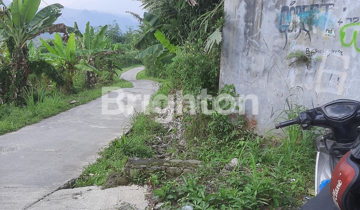LAHAN PERTANIAN SEJUK, COCOK UNTUK DURIAN DI CIPANAS CIANJUR