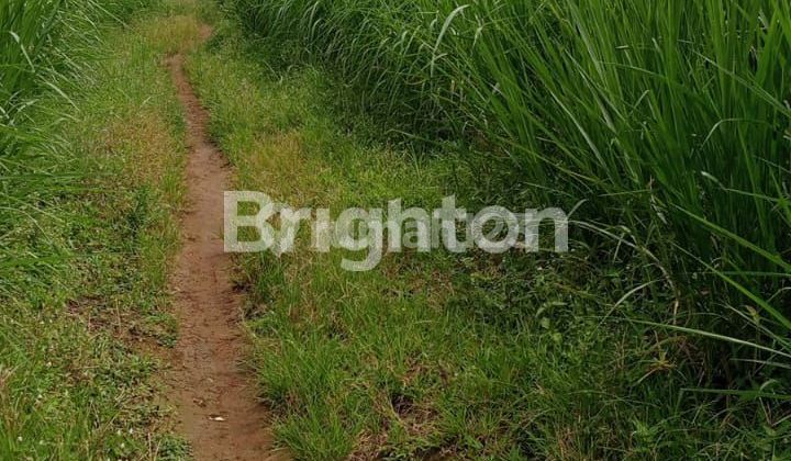 SUITABLE LAND FOR A CLUSTER IN THE CICURUG AREA NEAR THE TOLL ROAD