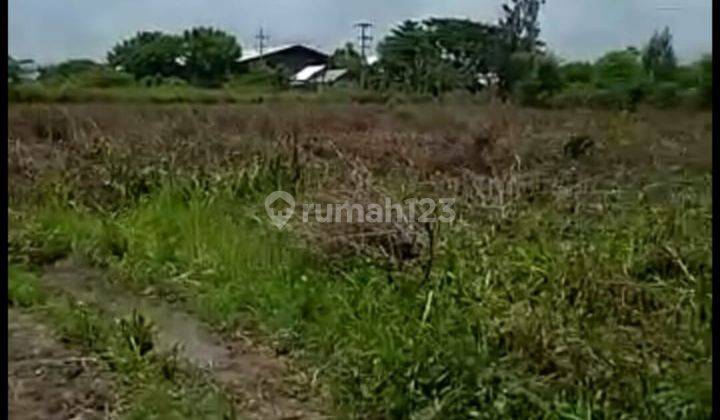 Tanah di Widang, Tuban SHM 40.000 m² 4