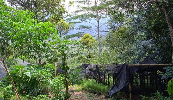 Tanah Kebun Di Dusun Harentang Kecamatan Pagerageung. Tasikmalaya 1