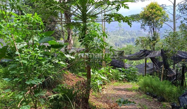 Tanah Kebun Di Dusun Harentang Kecamatan Pagerageung. Tasikmalaya 2