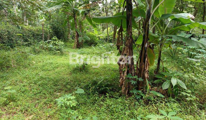 JUAL TANAH LUAS! COCOK UTK INVESTASI! DI TAMANREJO BOJA 2