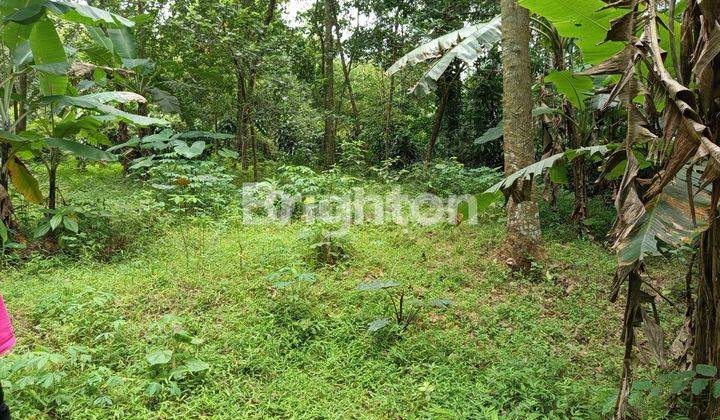JUAL TANAH LUAS! COCOK UTK INVESTASI! DI TAMANREJO BOJA 1