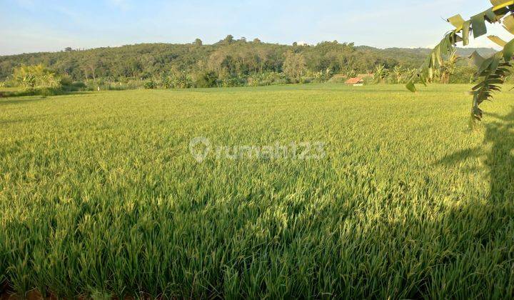 Dijual Dua Sawah 3x Panen Pertahun di Purwakarta Dekat Ke Tol 2