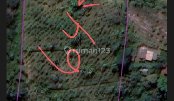 Dijual Tanah View Gunung di Kintamani Bali 4