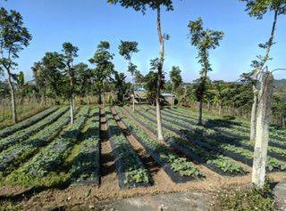 Dijual Tanah Perkebunan View Gunung di Baturiti Tabanan Bali 1