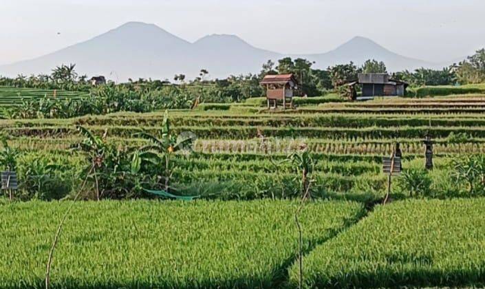 Land Ready to Build in the Kerobokan Area Viewing Rice Fields 1