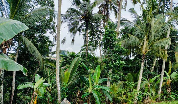 Tanah View Jungle Dan Los Sungai di Area Petulu Ubud Gianyar 1