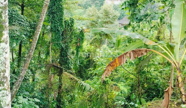 Tanah View Jungle Dan Los Sungai di Area Petulu Ubud Gianyar 2