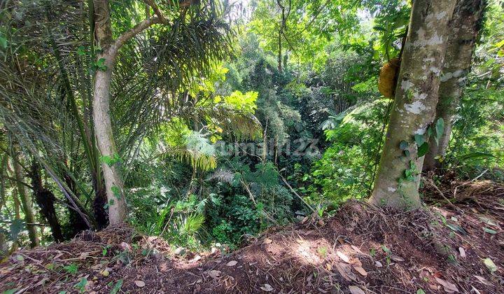 Tanah Siap Bangun di Payangan View Sawah Dan Sungai 1