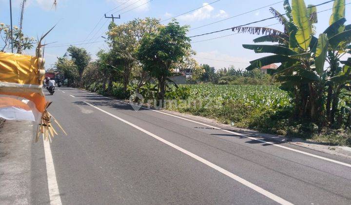 Tanah Super Murah Bonus Bangunan di Jalan Pantai Saba, Gianyar SHM 1.540 m² 1