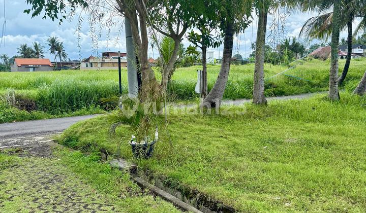TANAH SIAP BANGUN LINGK VILLA DI LODTUNDUH UBUD BALI TANAH SIAP BANGUN LINGK VILLA DI LODTUNDUH UBUD BALI